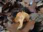 Narancsvörös rókagomba (Cantharellus friesii), Zemplén